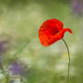 Klatschmohn. Foto: R. Günter.