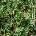 Müllertal_Hymenophyllum tunbrigense_S. Schneider.jpg