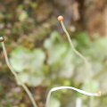 Mooskurs 2018-19_Pellia epiphylla Sporophyt_JMM