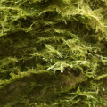 Mooskurs 2018-19_Neckera complanata_1_JMM