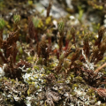 Mooskurs 2018-19_Polytrichum piliferum_JMM