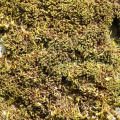 Mooskurs 2018-19_Bryum capillare_JMM