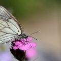 Aporia crataegi_M. Hellers