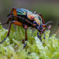 Carabus auronitens. Foto: P. Horper