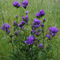 Campanula glomerata. Foto: S. Schneider