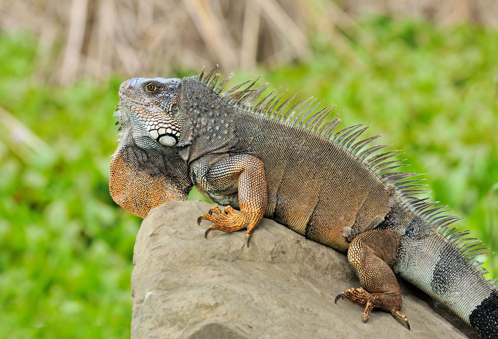 Gruener Leguan_Iguana iguana_Meisch
