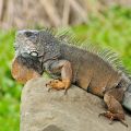 Gruener Leguan_Iguana iguana_Meisch