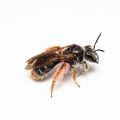 Sandbiene_Andrena hattorfiana_A. Cruz