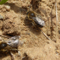 Colletes cunicularius_2016_Liliane Burton