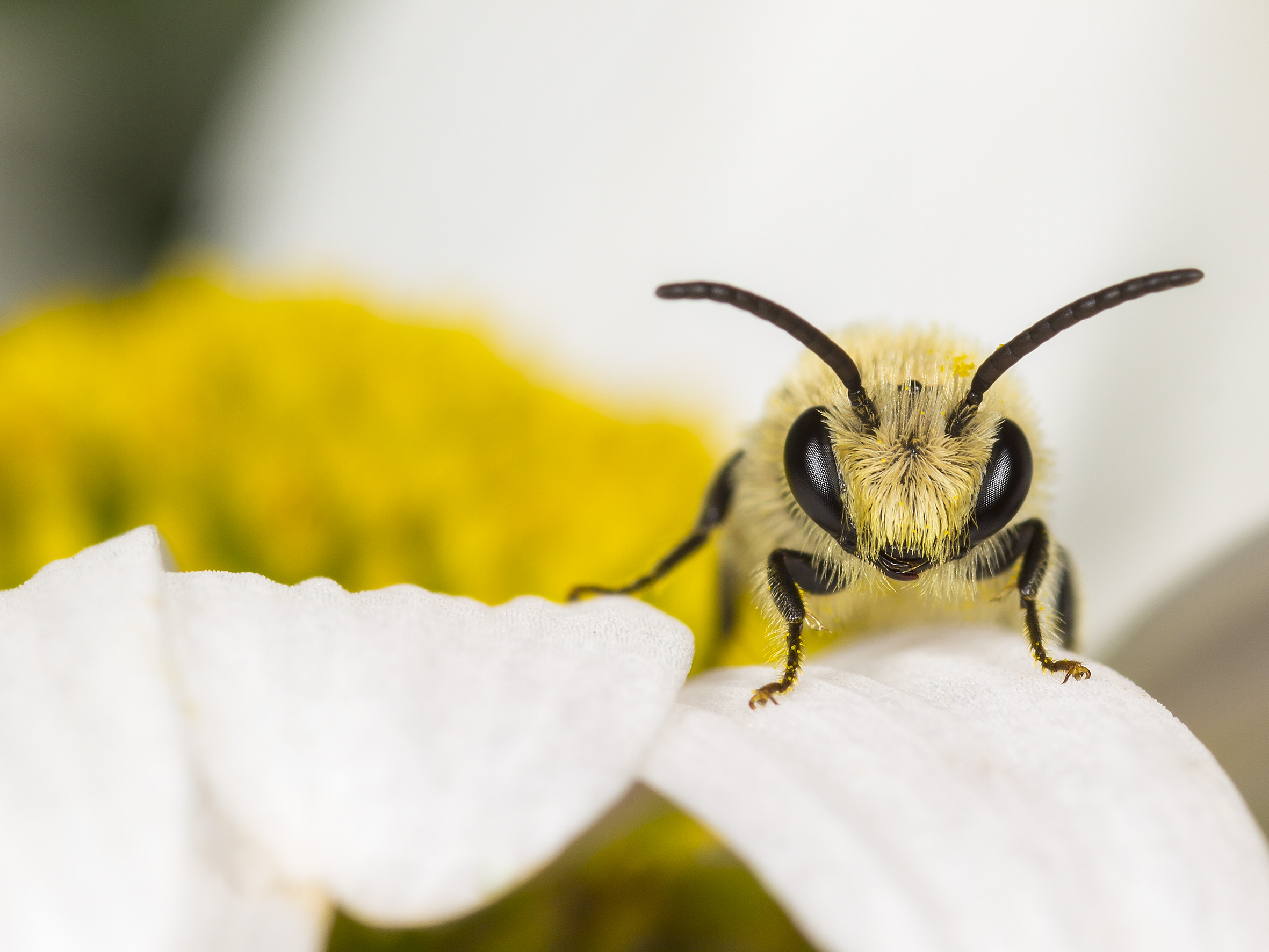 Seidenbienen-Männchen auf der Blüte einer Magerwiesen-Margerite (Colletes similis auf Leucanthemum vulgare). Foto: R. Günter.