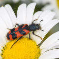 Gemeiner Bienenwolf auf Magerwiesen-Magerite (Trichodes apiarius auf Leucanthemum vulgare). Foto: R. Günter.