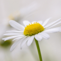 Magerwiesen-Margerite (Leucanthemum vulgare). Foto: R. Günter.