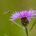 Schwebfliege im Anflug auf Flockenblumen-Blüte (Centaurea sp.). Foto: R. Günter.