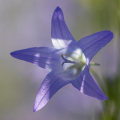 Glockenblume (Campanula sp.). Foto: R. Günter.