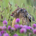 Feldhase (Lepus europaeus). Foto: R. Günter.