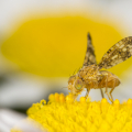 Männchen der Schafgarben-Bohrfliege auf Magerwiesen-Margerite (Oxyna flavipennis auf Leucanthemum vulgare). Foto: R. Günter.