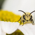 Seidenbienen-Männchen auf der Blüte einer Magerwiesen-Margerite (Colletes similis auf Leucanthemum vulgare). Foto: R. Günter.