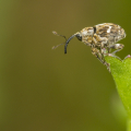 Margeriten-Kleinrüssler auf Magerwiesen-Margerite (Microplontus campestris auf Leucanthemum vulgare). Foto: R. Günter.