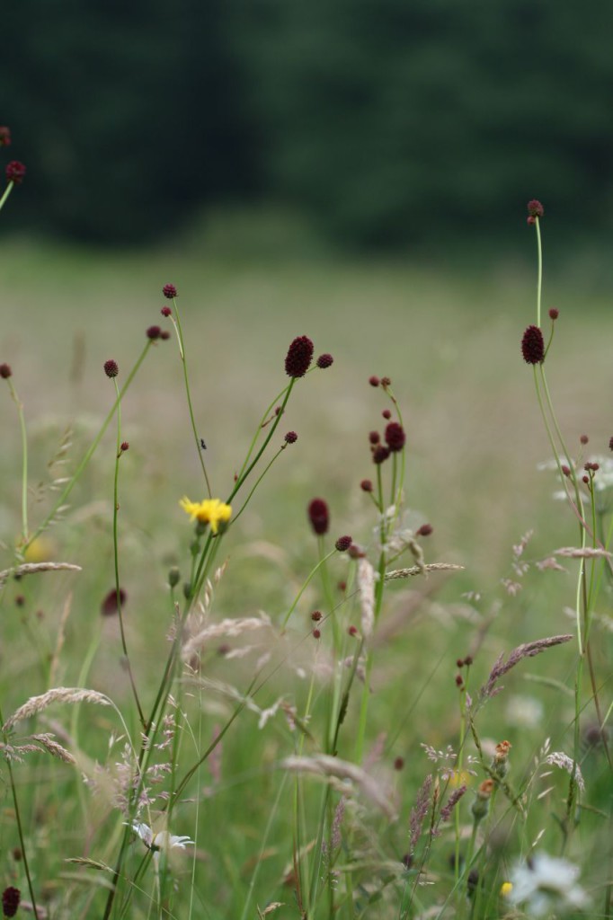 Sanguisorba officinalis