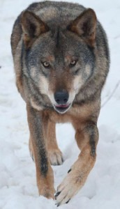 Wolf 2015